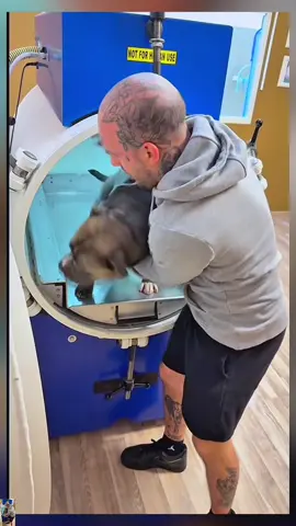 Periodic health recovery process for Mino 🥹🥹 #pet #dog #baby #PetsOfTikTok #dogsofttiktok 