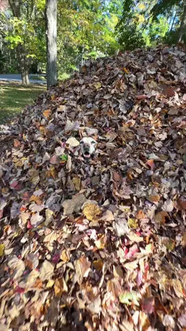 It’s getting weird around here 🍁👀🍂 #stellasleafpiles #leafmealone #labradorks #dogsofmaine