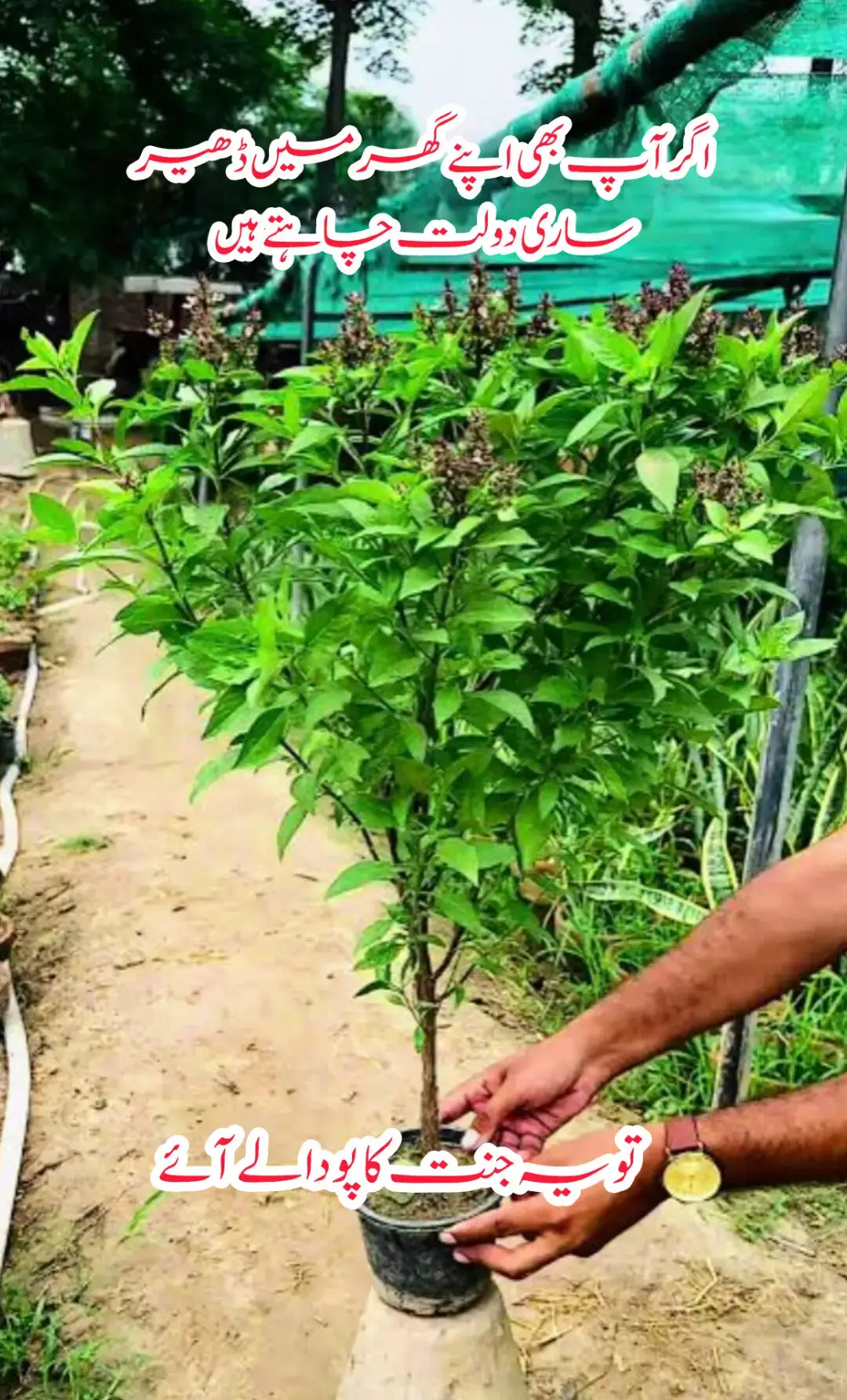 جنت کا پودا نیاز بو نیاز بو کے چھوٹے اور بڑے پودے دستیاب ہیں  contact Whatsapp  03084432956 #plantslovers #dlivery #overseaspakistani #creatorsearchinsights #1millionviews 