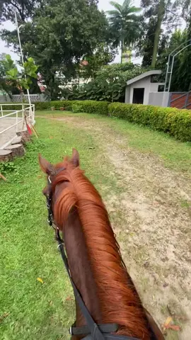 💖🍃🐴