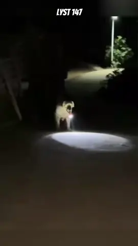 không thể tin nổi Chó đi đêm cũng phải dùng đèn pin. #dongvat 