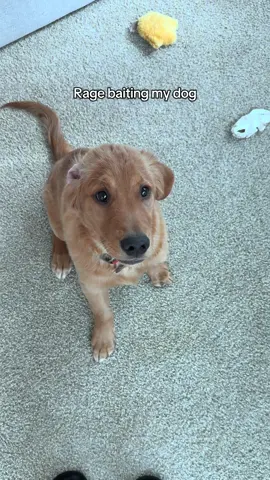 The little popcorn could not believe he wasn’t getting rewarded after sitting all cute and pretty 🤣 #goldenretriever #puppytok #PetsofDyson 