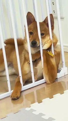 Try not to laugh 😂😂😂 #animals #dog #cat #haha #dogslovers 