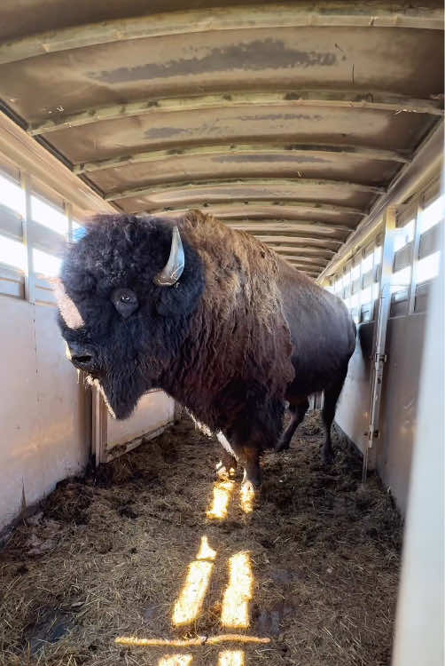 “The impact force of the American bison is truly astonishing.”#viral #animals #foryou #fyp #tiktok 