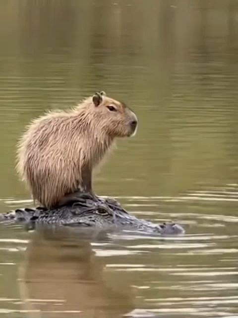Crazy! Capibara spotted riding a crocodile #nature #capibara #capibara❤️✨️ #crocodile #animals #animal