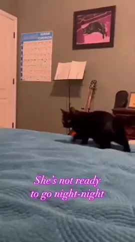 The cutest little hops #CuteCat #FunnyCat #CatLover #CatLife #MeowMood      