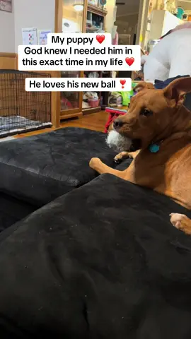 So thankful for him everyday ❤️ #dogmom #doglife #dogtoy #dogball #dogsentfromheaven 