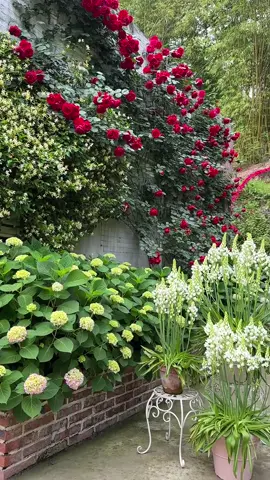 Thiên Nga mắt Ngọc 