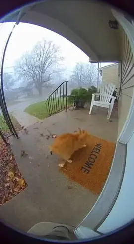 Gone with the wind kitty 😤🐈💨 Hashtags: #DoorbellCamera #RealOrAI #ViralVideo #CatFails #Sora2