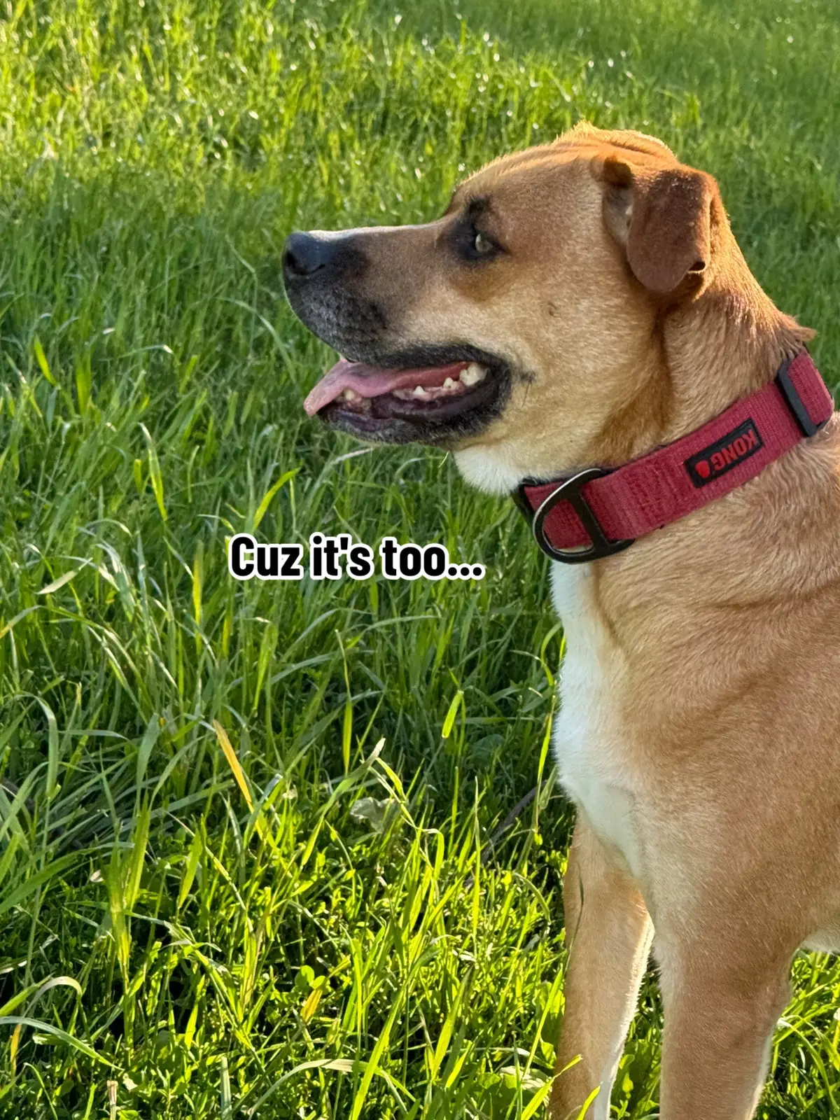 #viraldog #puppydog #thoseeyes #pettok #fypdog 