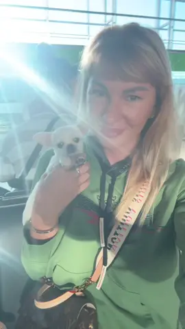 #teacupchihuahuas #designerpuppy #chihuahuasofinstagram #chihuahualife #chihuahualove 