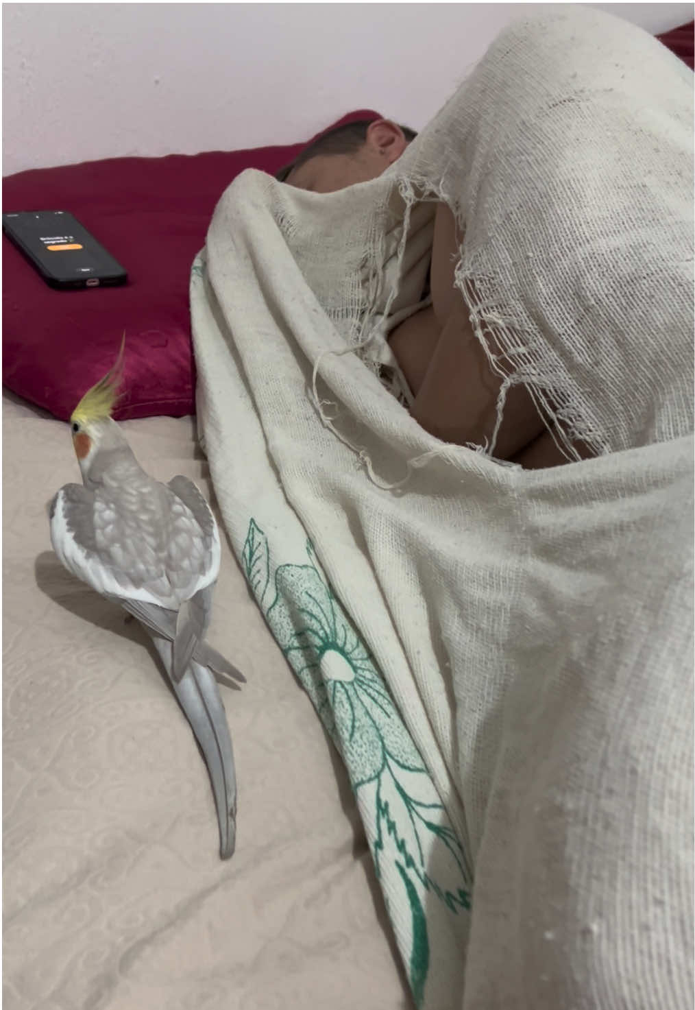 Despertador moderno ⏰🦜🥰 #calopsita #calopsitas_mansa #ariel_calopsit #despertador #iphone