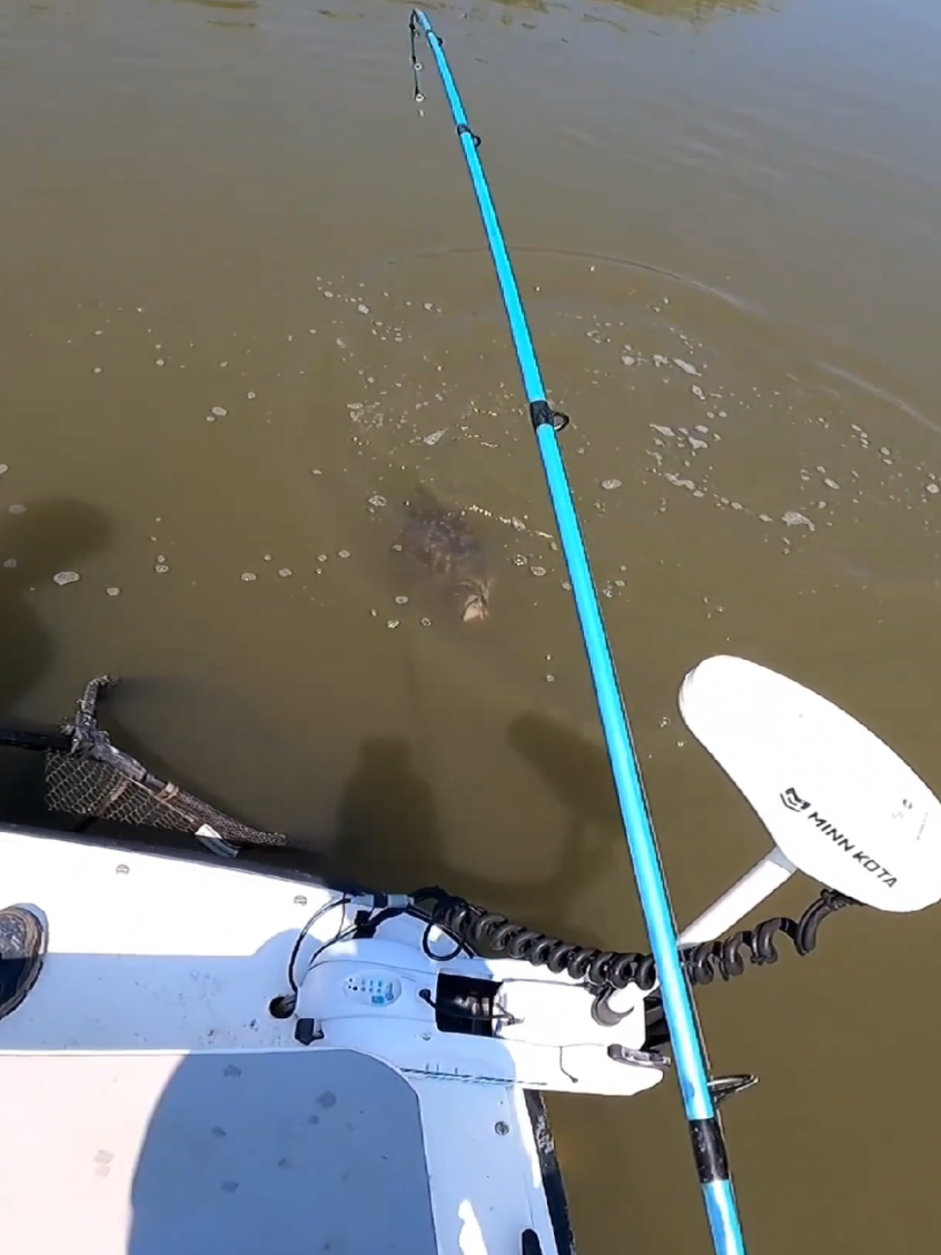 #fy #fishtok #fishing #bigfish #flounder 