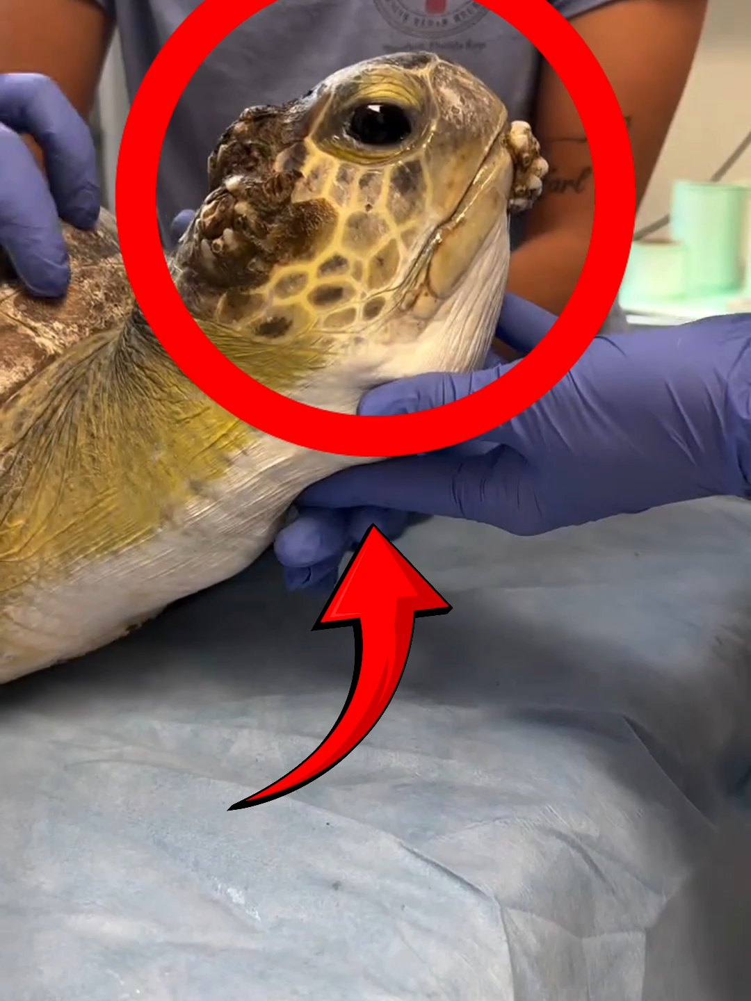 A Sea Turtle Found with Barnacles on Its Head and Mouth 🐢 Follow Our Social Media: IG: @el_nino_tv TT: el_nino_tv FB: El Nino TV YT: EL NINO TV #turtle #sea #barnacle #barnacles #barnacleremoval #rescue #sealife #ocean #oceanlife  #animals #animalsfacts #fyp #fypシ゚