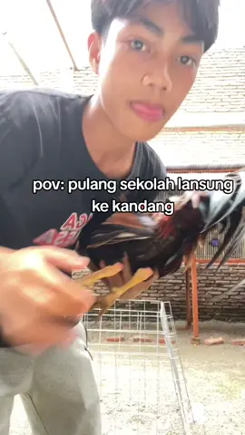 🤣🙏 #sweater5kdinkfair🇺🇸#peternakayam#fyppppp  #ayamfalifin🇵🇭#peternakayam 