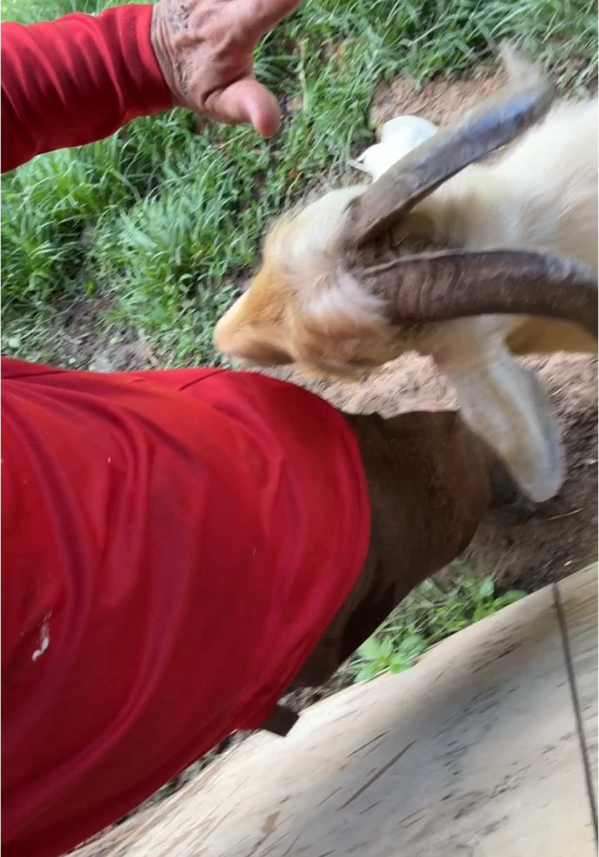 No hagas lo que no te gusta que te hagan 🤣🤣🤣#thomachingui #lozadafarm 