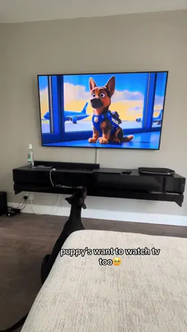 siesta dog tv 🐾🥰 #fyp #dogtv #puppy 