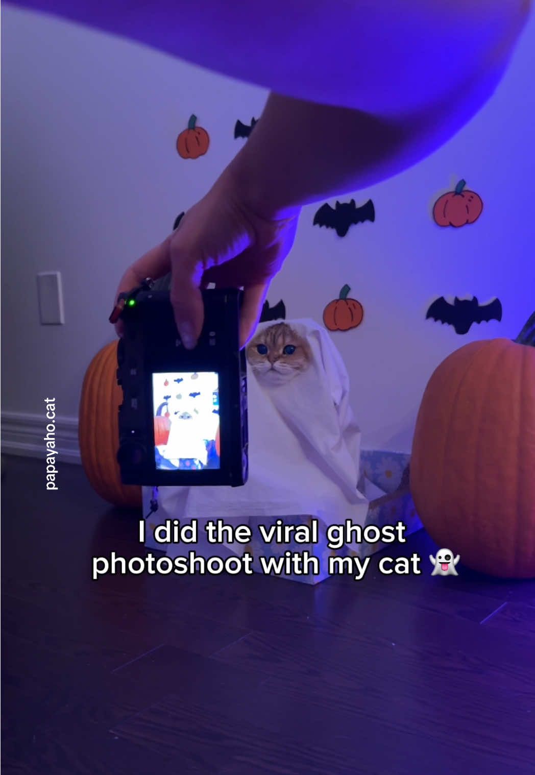 did the viral ghost photoshoot with my cat 👻🧡 #halloween #cat 