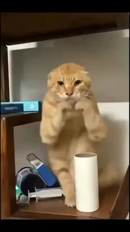 #猫 #猫のいる暮らし 