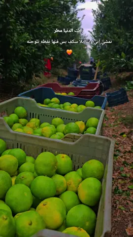 #اضنه#دوقان_كنت