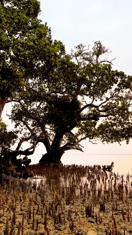 Lewat beranda ni#pantaibuton🏝🤩🏝🤩 #fypage #senja #sansetvibes #pantai 