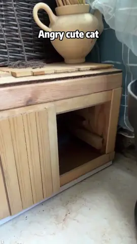 Angry of cat #CyberCharge #xuhuong #BTG #cat #ChargeToEarn #Web3 #PlayToEarn