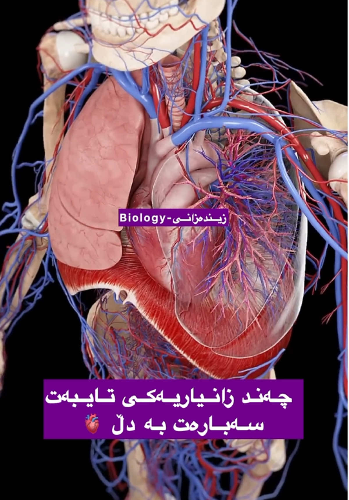 چەند زانیاریەکی گرنگ سەبارەت بە دڵ بزانە 🫀 بەتایبەت خوێندکارانی پۆلی ١٢ 🫡 بابەتەکە وردترە لەوەی باسمان کردووە بەڵام دەکرێ بەکاری بهێنن وەکوو پێداچوونەوە 👌🏻🥰 #زیندەزانی  #پۆلی_12  #Biologist  #school  #زیندەزانی12 