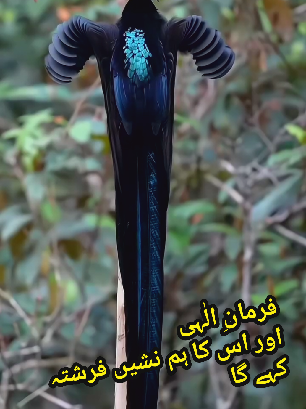 فرمانِ الٰہی  اور اس کا ہم نشیں فرشتہ کہے گا #islamic_video #quran #foryoupage #foryou #fyp 