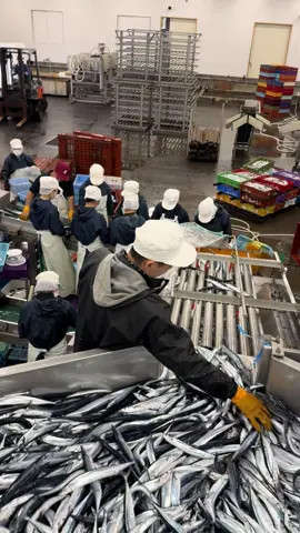 Vẫn là bộ môn thuỷ sản số 1 mang tên sanma. Tuy là mệt nhưng vẫn phải cười. #xuhuong #xkldnhatban 