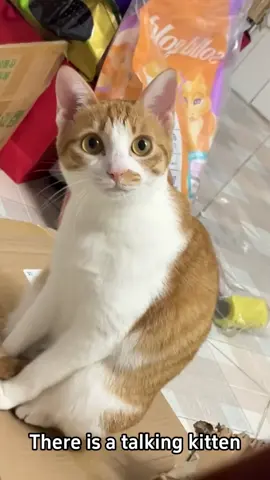 Cat talking #CyberCharge #BTG #ChargeToEarn #Web3 #PlayToEarn #xuhuong #memes #Love #cat #pet #dog