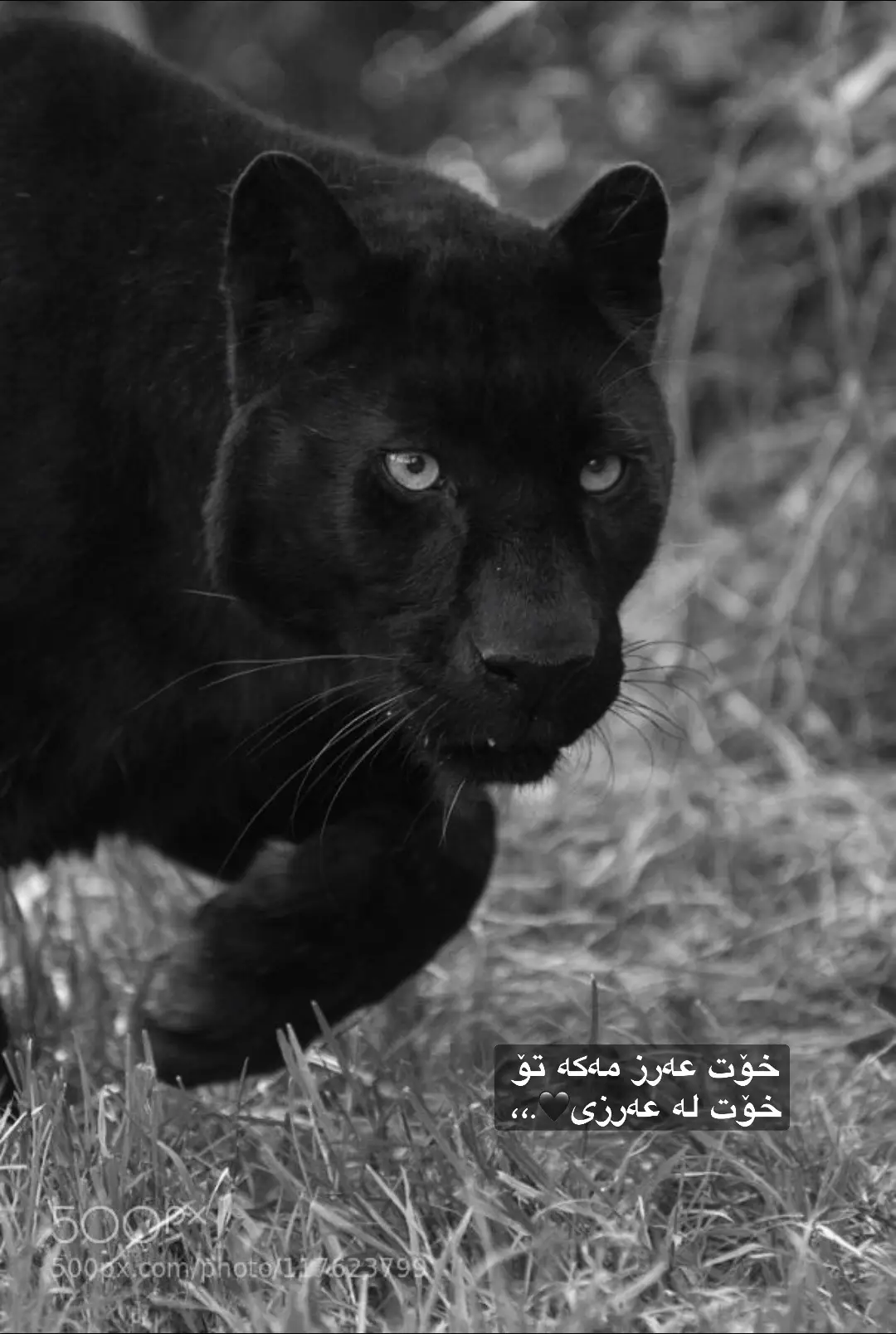 #الشعب_الصيني_ماله_حل😂😂 #fyppppppppppppppppppppppp #بەرەوforyou😍 #tlyak #tlyak 