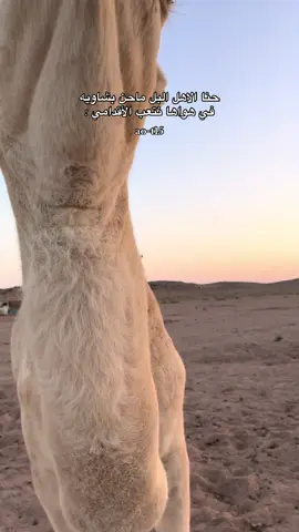 #تصويري📷 #الابل_عطايا_الله_عشاق_البداوة_🐪😍 #عبدالعزيز_الحربي💫 #اكسبلورexplore #الحناكية_المدينة_المنوره 