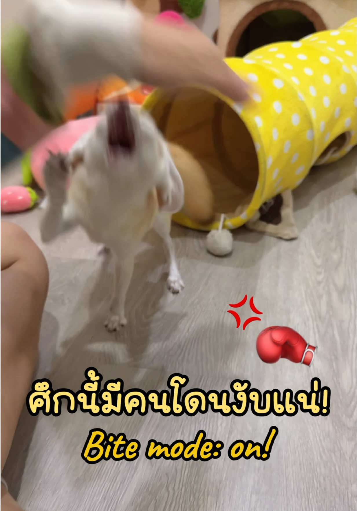 นุดอยากลองของเหรอเจอเลยย “พลังจิ้งจอกโจมตี!!“ 🦊🥊💢 #โลฟโลฟจิ้งจอกจิ๋ว #fennecfox #เฟนเน็คฟ็อกซ์ #exoticpets #loveloafthefox