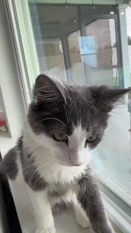 Viral#paratiiiiiiiiiiiiiiiiiiiiiiiiiiiiiii#cats #tiktokviral #mundial #cat 