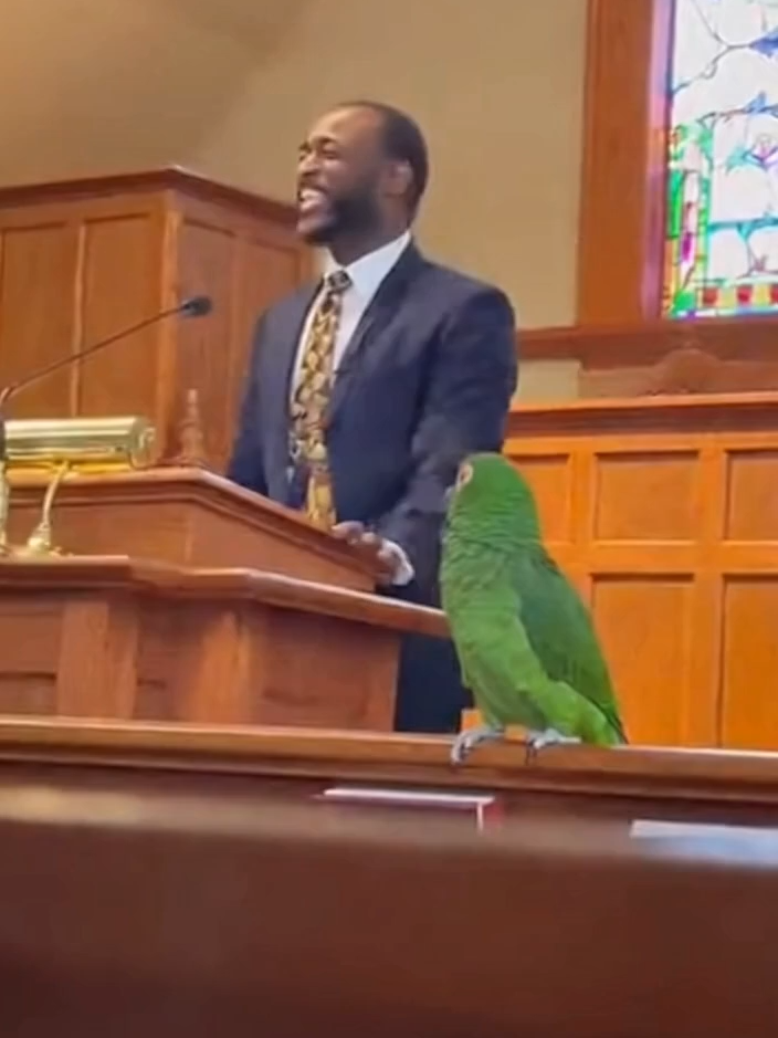 parrot in church