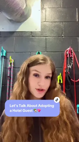 🐾✨ Have you ever thought about adopting a shelter dog? 💭❤️ Here at The Hotel for Homeless Dogs, we welcome new pups every weekend — all waiting for their forever homes! 🏡🐶 Each of our dogs comes UTD on vaccines, spayed/neutered, microchipped, and even gets a goodie bag filled with their favorite toys, treats, and food! 🎁🍖 All covered in the adoption fee — because we believe every dog deserves to go home happy, healthy, and loved. 💕  @✨Susan Joseph ✨  #adoptdontshop #hotelforhomelessdogs #adoptme #dogrescue #shelterdog   
