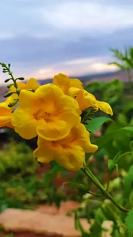 الطريق ليس طويلاً لكننا تعبنا  #باسوطه_عفرين#عفرينية_وافتخر #عفرين_قامشلي_كوباني_درباسيه_ديريك 