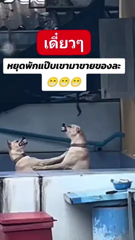 #ข่าวtiktok  #หมาน่ารัก  #คลิปตลก  #คลิปฮา 