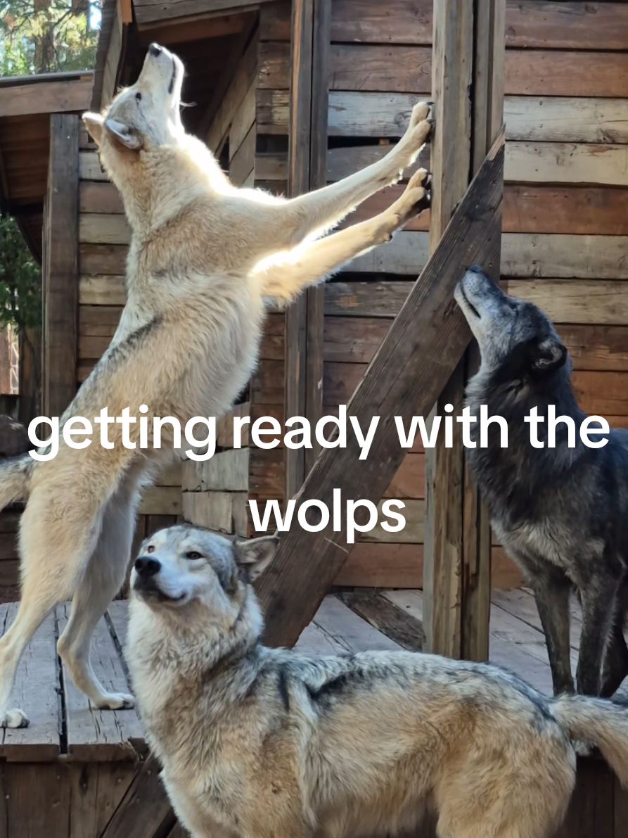 The wolps' morning routine on these chilly fall mornings ❤️🐺 #wolf #wolves #wolfpack #wolpwednesday 