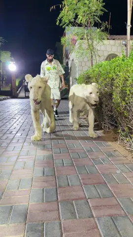 With the pack 🦁 . @humaidalbuqaish  @albuqaish.jungle2  @cloutclub.co  @anisyoungb