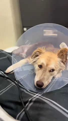 💔 She’s Already Endured More Pain Aura is only one year old, yet she’s already survived more suffering than most will ever know. Living on the reservation, where resources are limited and families struggle just to get by, Aura was tragically run over by a car. The impact completely dislodged her upper leg from her hip — a devastating injury that left her in tremendous pain. Her owners loved her deeply but simply didn’t have the means to pay for the surgery she desperately needed. We couldn’t stand by and let this sweet girl suffer. Our veterinary team stepped in immediately, and after careful evaluation, it was determined that her leg could not be saved. Aura underwent a four-hour amputation surgery, costing $1,500, to free her from pain and give her the chance to live the happy, healthy life she deserves. ✨ When we say Aura is one of the sweetest dogs we’ve ever met, we truly mean it. Despite everything she’s been through, her tail still wags, her eyes still shine, and she greets everyone she meets with love. Her strength and spirit remind us every day why we do what we do. Aura is now recovering beautifully and will be living with her grandma in the Farmington area, where she’ll finally have the comfort and care she’s always deserved. 💖 We stepped in because no animal should have to suffer just because their family can’t afford care. But as a small nonprofit clinic, we rely on faith and the generosity of our community to keep saying “yes” when others have to say “no.” 🙏 Please help us cover the cost of Aura’s lifesaving surgery and ensure we can continue to help others like her. Every single dollar makes a difference — truly. Ways to Give: 🐾 Venmo: https://venmo.com/u/Denkai-AnimalSanctuary 🐾 PayPal Giving Fund: https://www.paypal.com/us/fundraiser/charity/2073123 🐾 By Phone: Call our clinic directly at 970-508-9008 to donate. 💛 Aura didn’t deserve this pain — but with your help, she’ll know nothing but love from here on out. #AuraStrong #RescueStory #DenkaiAnimalSanctuary #CompassionInAction #SaveALife 