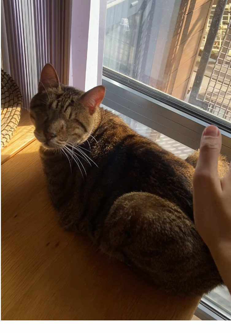 Disclaimer: no blind cats were harmed in the smacking of that 🍑 #blindcat #cats #cattok 