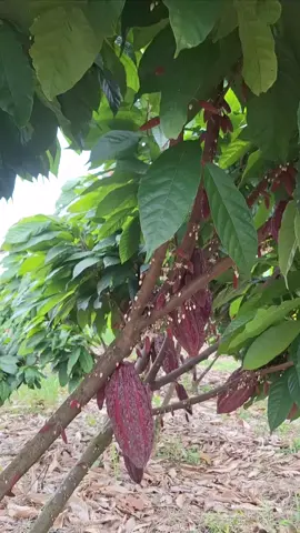 Logo mais tirando as artes dessa roça top de linha para clonar nosso viveiro 🌱🙏 #cacau  #ccn51 