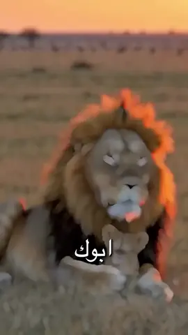 حبيبي ابو اللول.❤️👑#بنت_برشا❤️🦋 #helenales4 #لولي_الكردي #بنت_رسول_💙