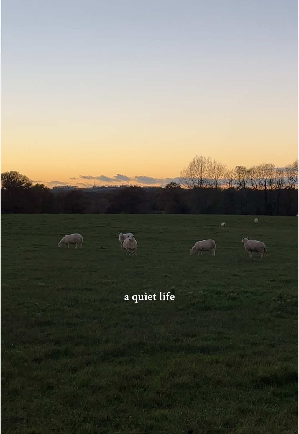 just a girl in her late 20s who craves quiet, slowness, and the countryside 🐑 #slowliving #cottagecore #countryside #autumnvibes #cozycore 