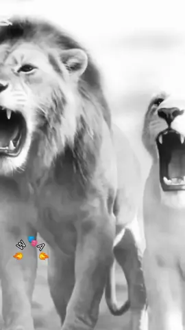 #sher #foryoupage #@NaiK(*_*)نواب 