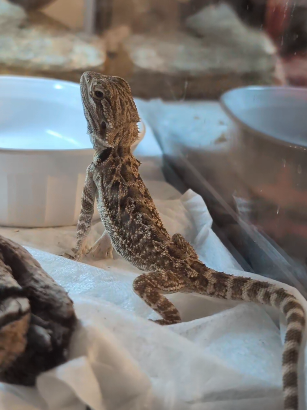 Mayonnaise... Oh Mayonnaise. #beardie #beardeddragon #babydragon 