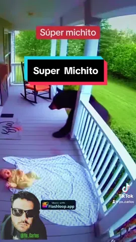 #Gracias a la valentía de este michito se salvaron la vida de dos personas la señora y el niño#Para todos 