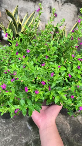 #camtumai #hoa #sanvuon #nhacuadoisong #caycanh 