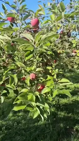 The best way to spend a weekend is apple picking! 🍎 What's your favorite season for a #wheelieadventure? 👇 #WalkinPets #WheeliePets #PetWheelchair #DogWheelchair